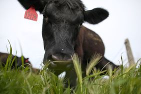 A cow grazes on grass at the Stemple Creek Ranch on April 24, 2014 in Tomales, California. Extreme weather conditions across the country have reduced the number of cattle coming to market and have sent the wholesale price of U.S. beef to record highs.