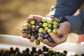 Holding harvest of grapes representing capital gains and losses.