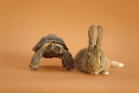 A tortoise and a hare, representing a wise investment strategy.