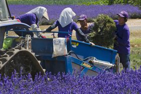 Workers harvesting lavender in Japan