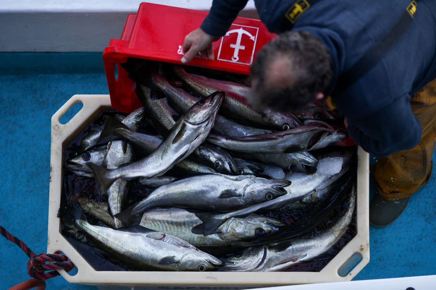 Fishing worker placing fish in a tote to be sold after Bexit