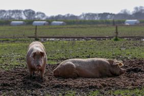 Two pigs in the mud on a pig farm.